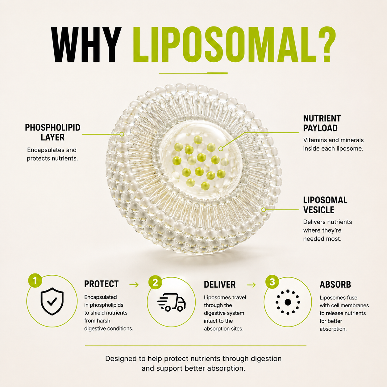 Liposomal Vitamin B