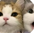 two cute cats close up, one looking curious, fluffy fur, adorable pet animals